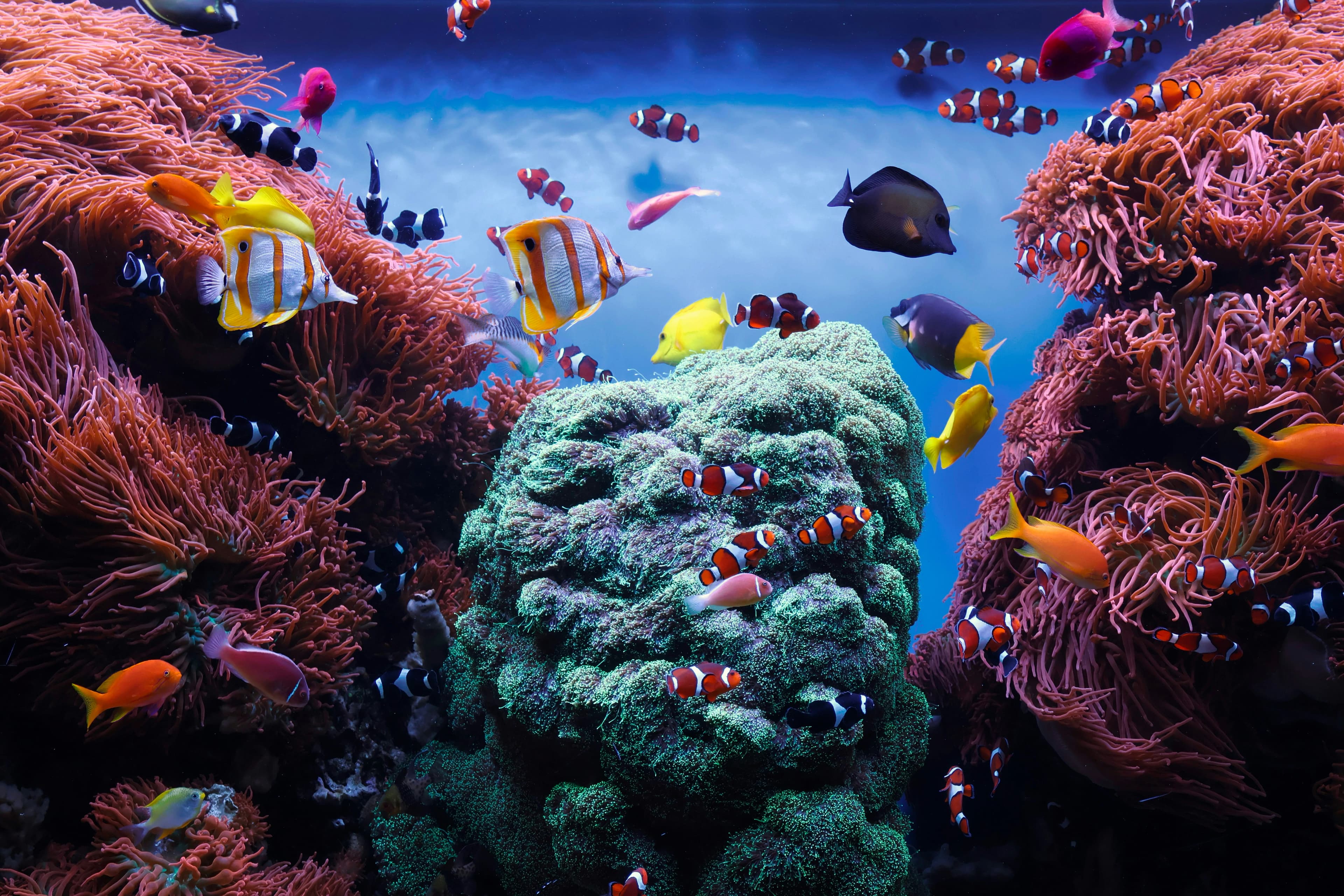 A vibrant underwater scene featuring various colorful fish swimming among coral reefs.